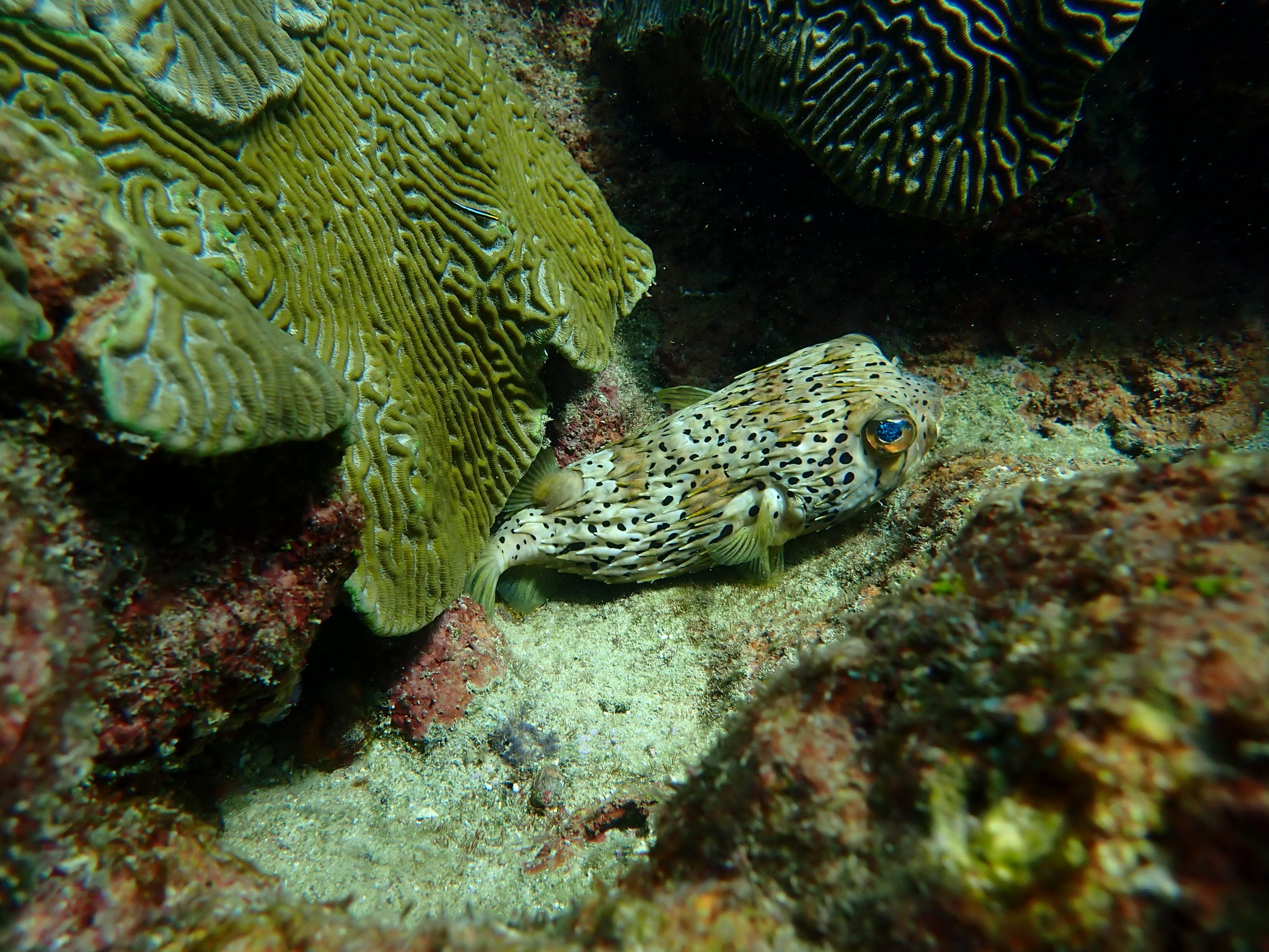 Puffer Fish Tobago snorkeling