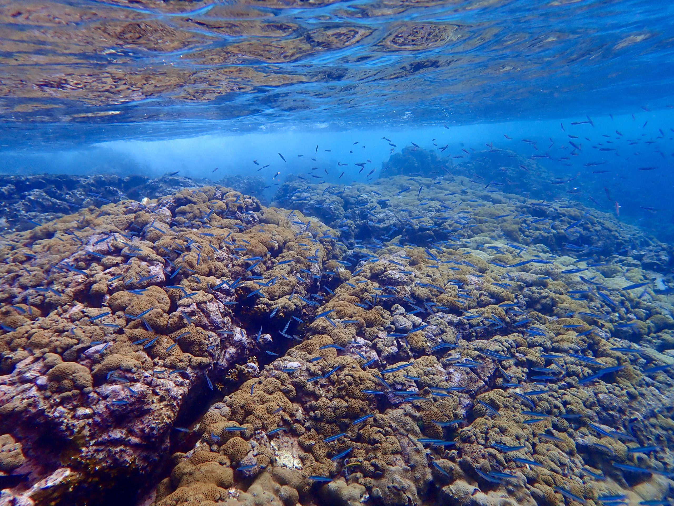 Snorkel Arnos Vale, Mt Irvine, Tobago