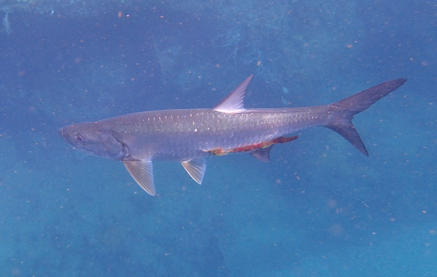 Tarpon Snorkel Tobago